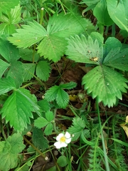 Potentilla sterilis