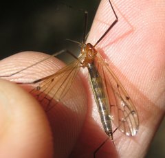 Limonia nigropunctata