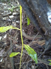 Grewia caffra