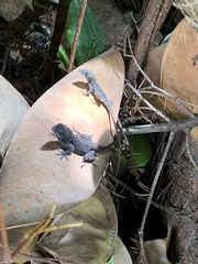 Anolis sagrei