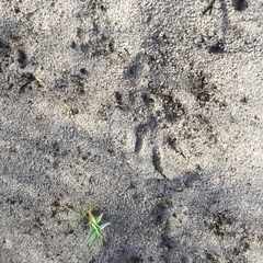 Herpestes pulverulentus