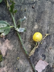 Maytenus peduncularis