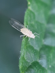 Aphididae