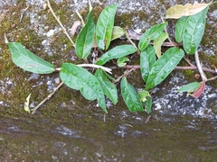 Ficus sarmentosa nipponica