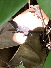 Anolis sagrei