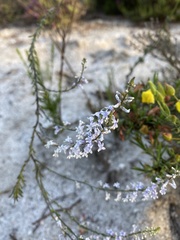 Anarrhinum bellidifolium
