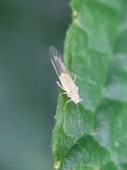 Aphididae