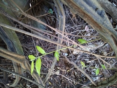 Grewia caffra
