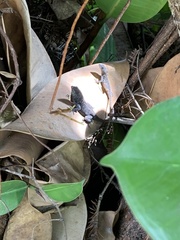 Anolis sagrei