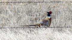 Phasianus colchicus torquatus