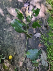 Maytenus peduncularis