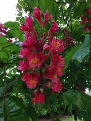 Aesculus hippocastanum