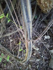 Grewia caffra