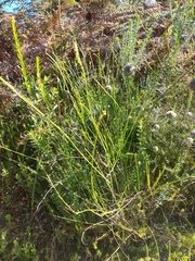 Hebenstretia integrifolia