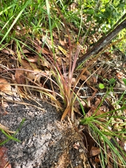 Tillandsia simulata