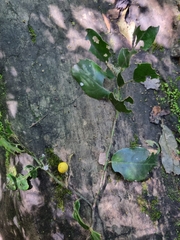 Maytenus peduncularis