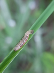 Syrphidae