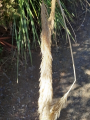 Capeochloa cincta cincta