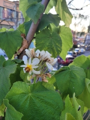 Sparrmannia
