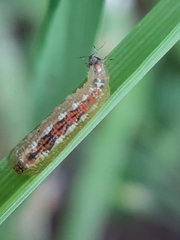 Syrphidae