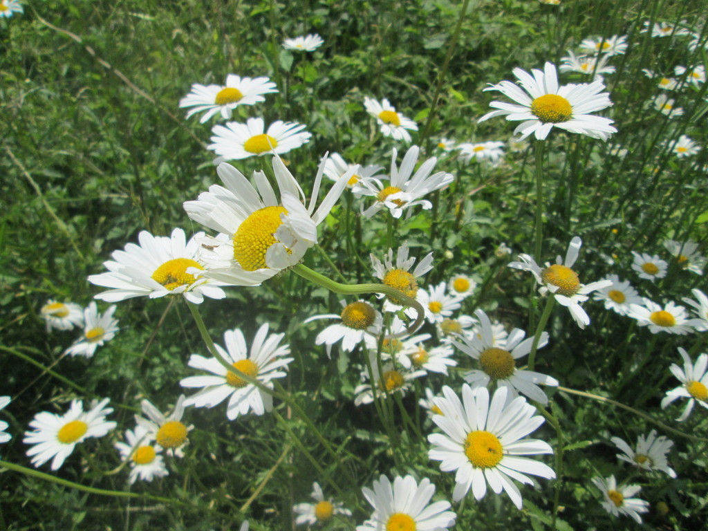 Oxeye Daisy (Black Hills Invasive Plant Guide) · iNaturalist