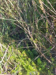 Hebenstretia integrifolia