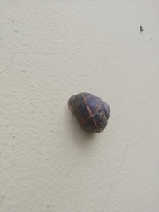 Helix lucorum