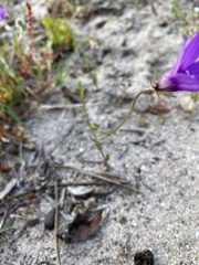 Campanula lusitanica