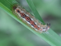 Syrphidae