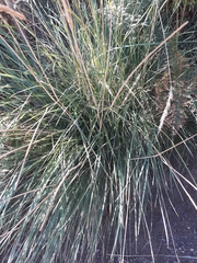 Capeochloa cincta cincta