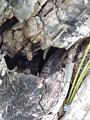 Apis mellifera