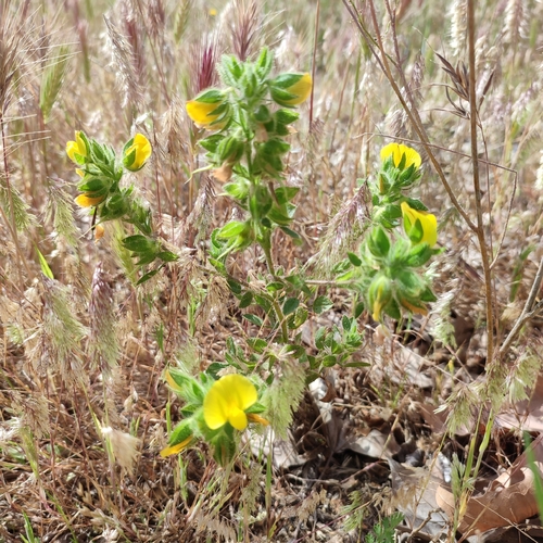 Ononis pubescens (Ononis pubescens)