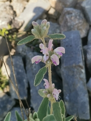 Phlomis italica