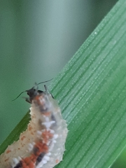 Syrphidae
