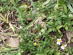 Apis mellifera