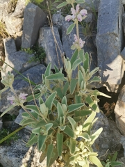 Phlomis italica