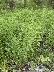 Equisetum arvense