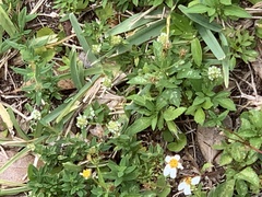 Apis mellifera