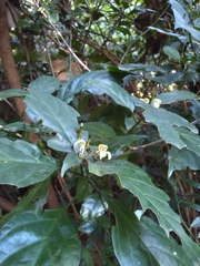 Justicia campylostemon