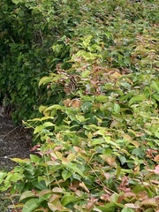 Heliconius charithonia