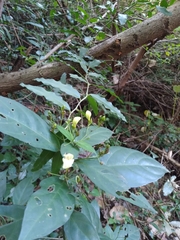 Justicia campylostemon