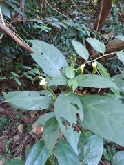 Justicia campylostemon