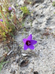 Campanula lusitanica