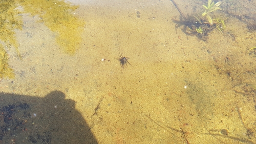 Argyroneta aquatica