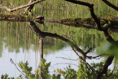 Trachemys scripta scripta