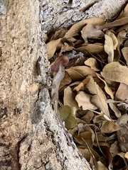 Anolis sagrei