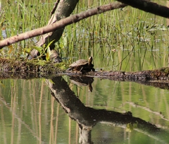 Trachemys scripta scripta