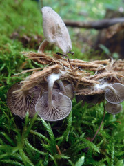 Entoloma albogriseum