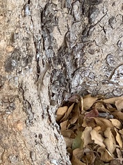 Anolis sagrei