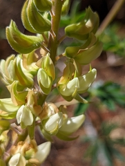 Lupinus elmeri